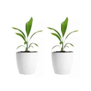 Set X 2 Macetas De Plástico Premium N 18 Nórdica Decorativa | AMALFI