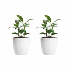 Set X 2 Macetas De Plástico Premium N 22 Nórdica Decorativa | AMALFI